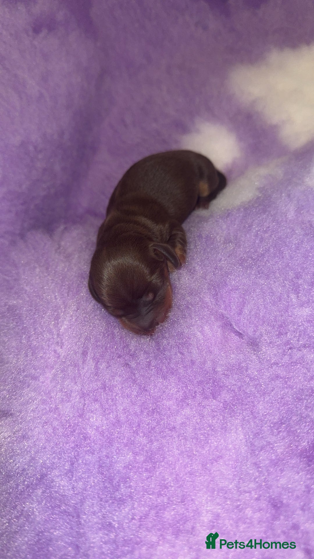 Miniature Dachshund dogs for sale: Miniature dachshund - Advert 2