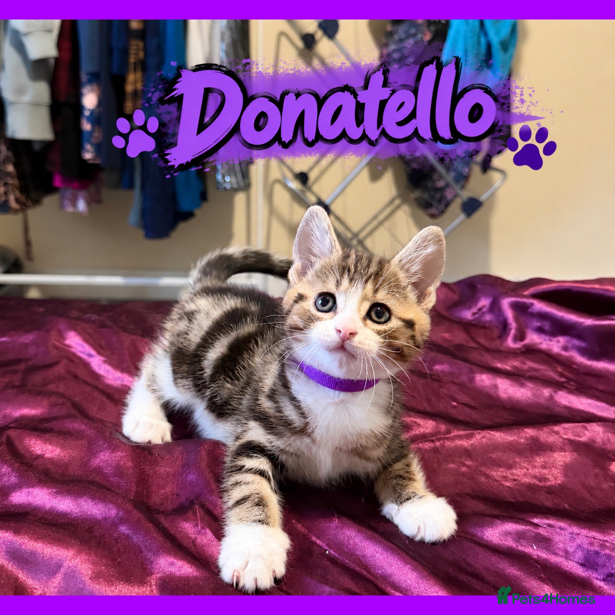 Mixed Breed cats 4 HANDSOME MALE TABBY KITTIES - Advert 2