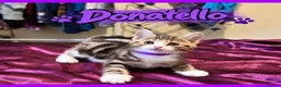 Mixed Breed cats for sale: 4 HANDSOME MALE TABBY KITTIES - Advert 2