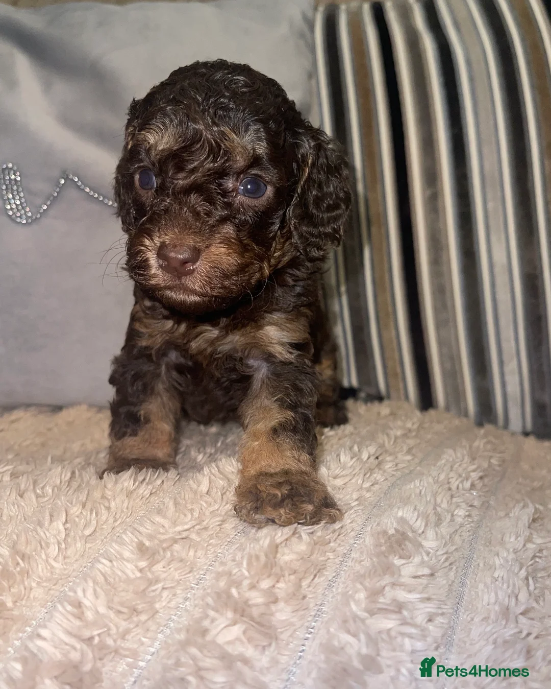 Cockapoo dogs for sale: Cockapoo puppies  - Advert 1