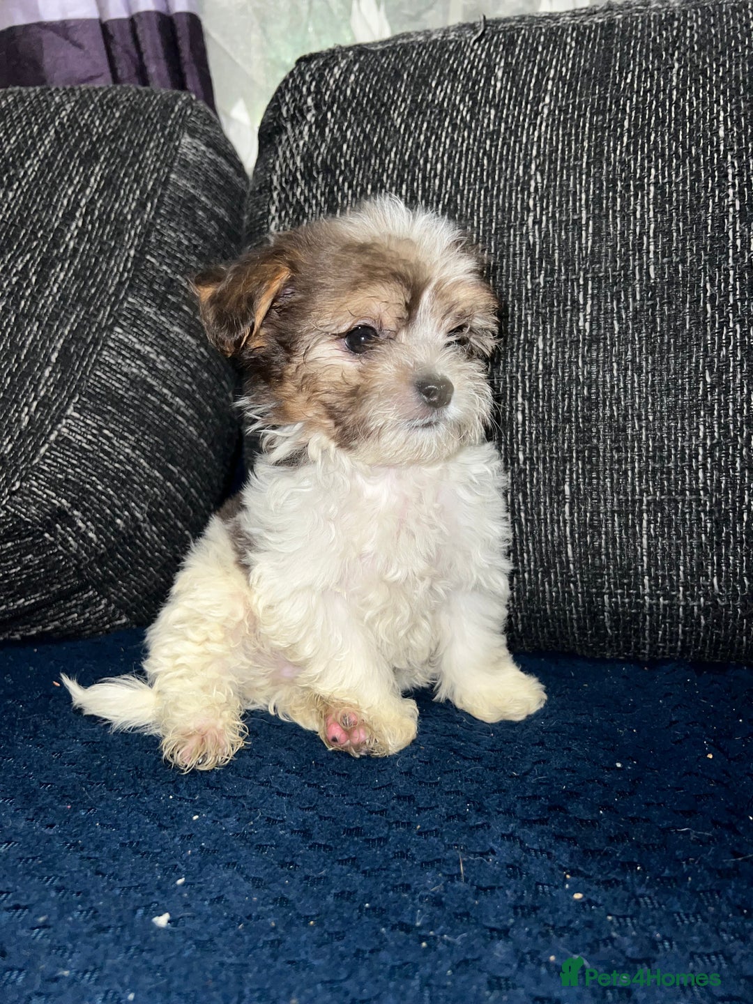 Mixed Breed dogs for sale: Mixed breed puppies  - Image 3