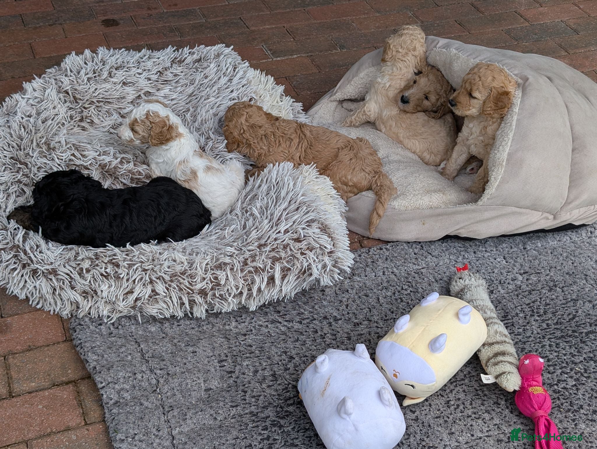 Goldendoodle dogs 🐾 Beautiful Standard Goldendoodle Puppies 🐾 - Advert 2