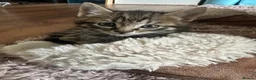 British Shorthair cats for sale: Beautiful Tabby Male Kitten –Ready Now - Advert 9