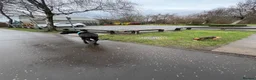 Cocker Spaniel dogs for sale: Cocker spaniel - Advert 18
