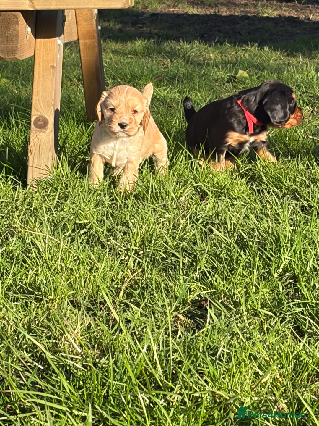 Cocker Spaniel dogs for sale: Working Cocker spaniel pups  - Advert 15