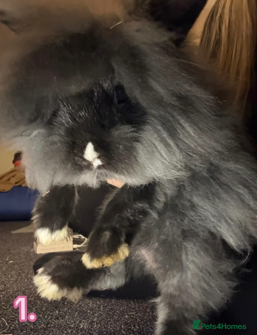 Lionhead rabbits for sale: Lionheads - Advert 2