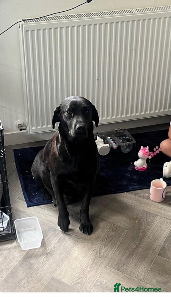 Labrador Retriever dogs Stunning Labrador pups - Advert 1