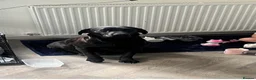 Labrador Retriever dogs for sale: Stunning Labrador pups - Advert 1