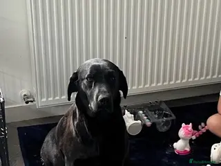 Labrador Retriever dogs Stunning Labrador pups - Advert 1