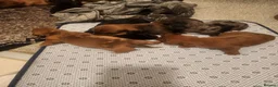 Dachshund dogs for sale: Puppys for sale in Hook - Advert 6
