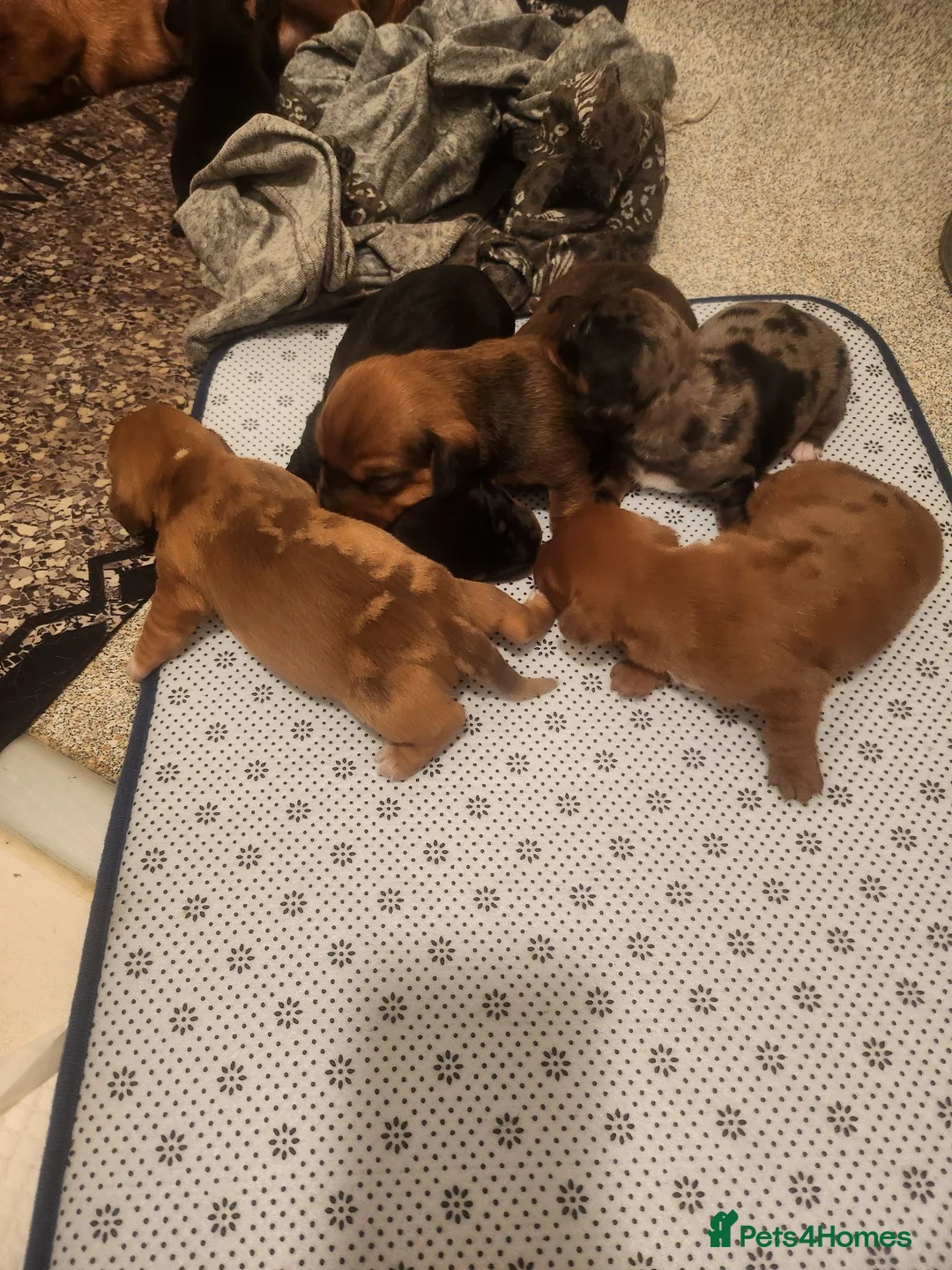 Dachshund dogs for sale: Puppys for sale in Hook - Advert 6