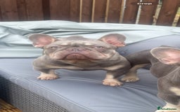 French Bulldog dogs for stud: Proven lilac & tan boy carrying cream & testable - Image 7