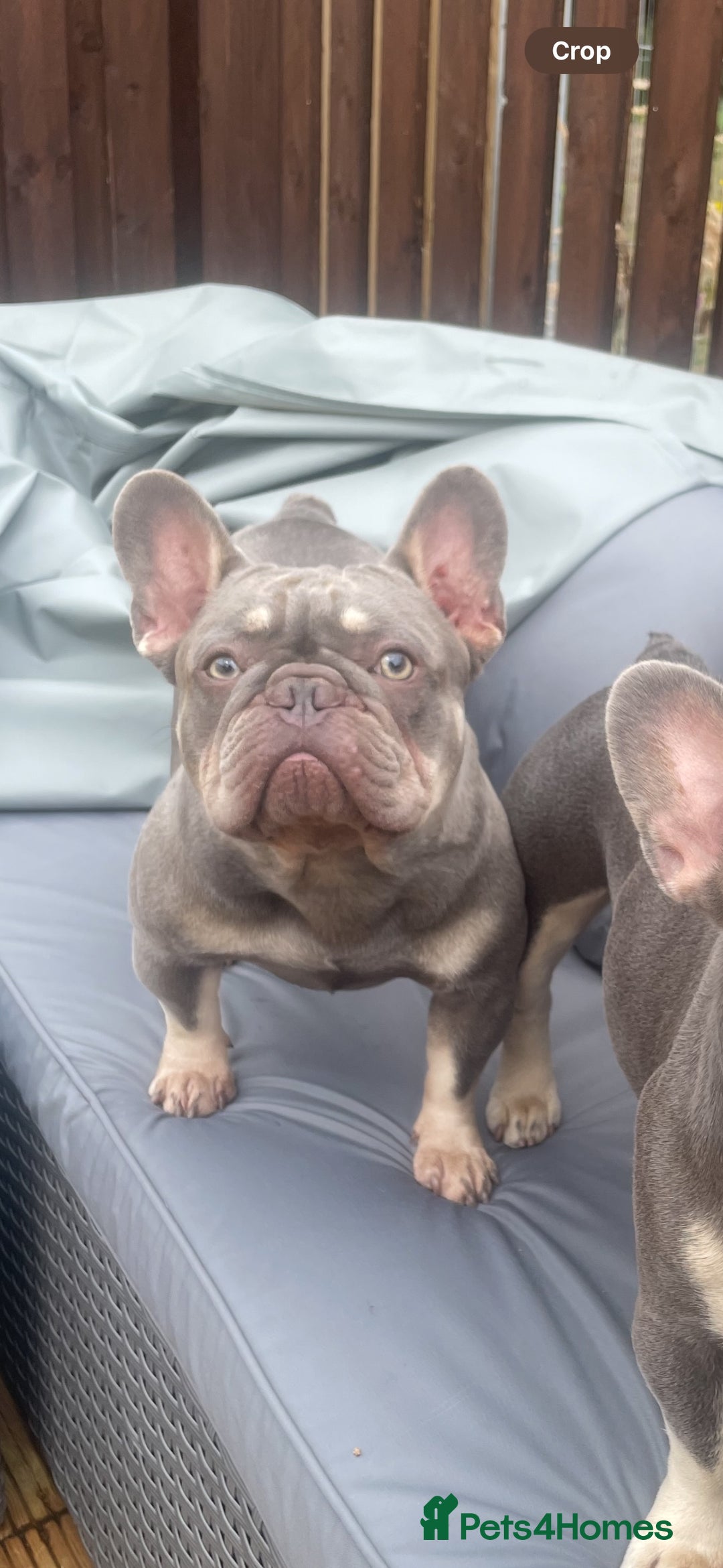 French Bulldog dogs for stud: Proven lilac & tan boy carrying cream & testable - Image 7