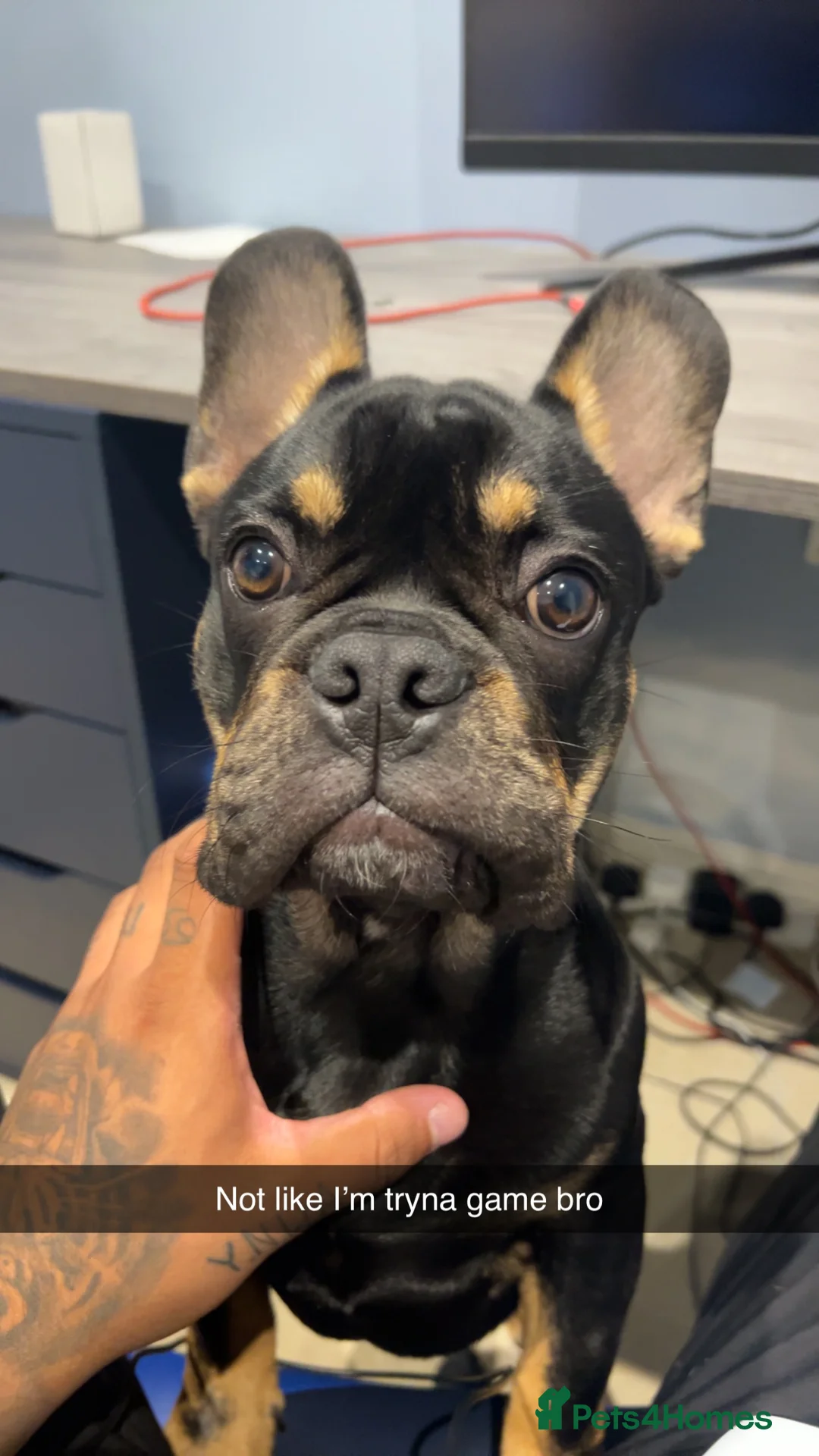 French Bulldog dogs for sale: Black and Tan French Bulldog in Aldershot - Advert 11