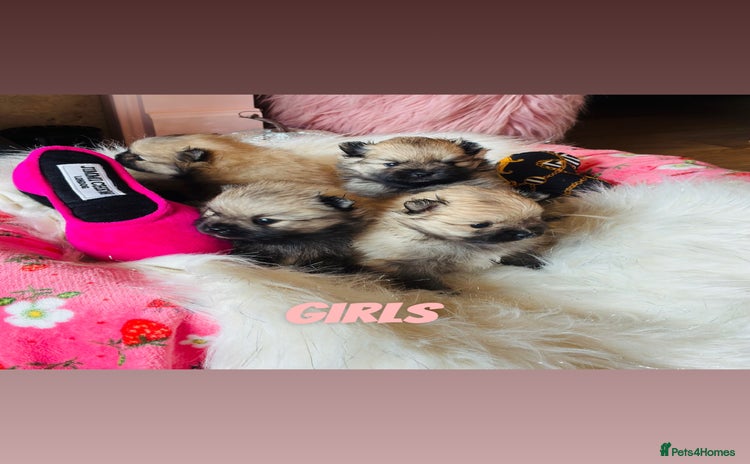 Pomeranian dogs - Advert 1