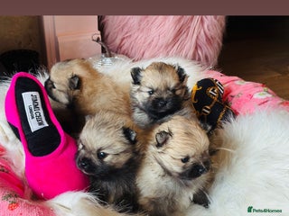 Pomeranian dogs - Advert 1