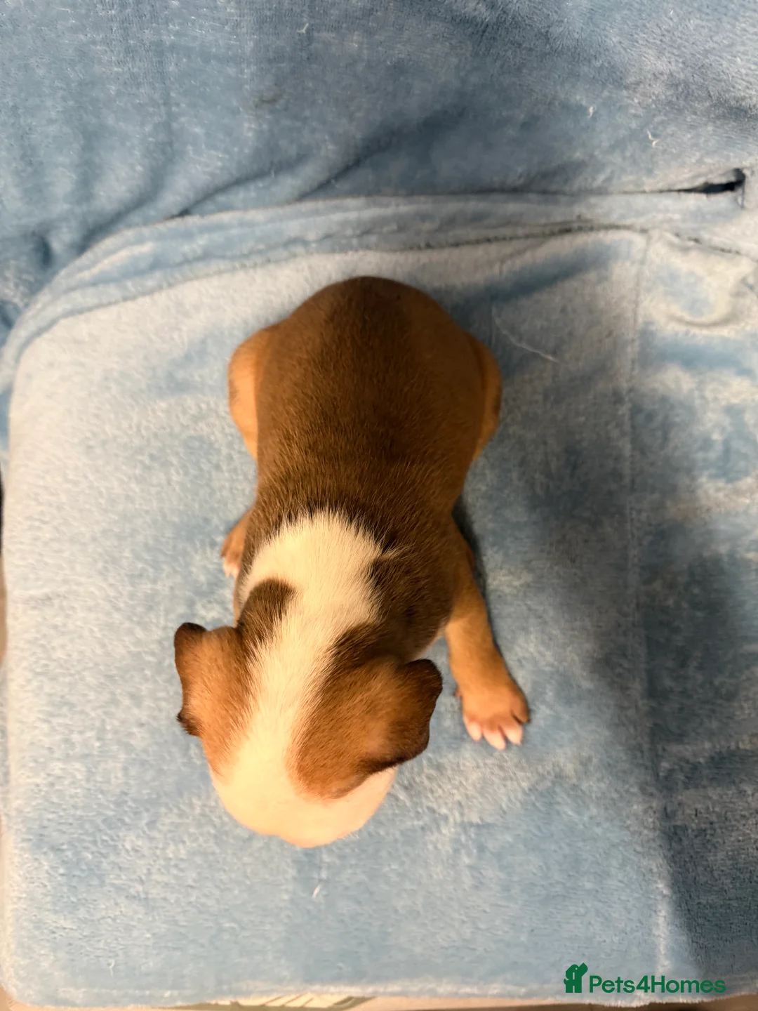 Mixed Breed dogs for sale: Cane Corso mixed  - Advert 21