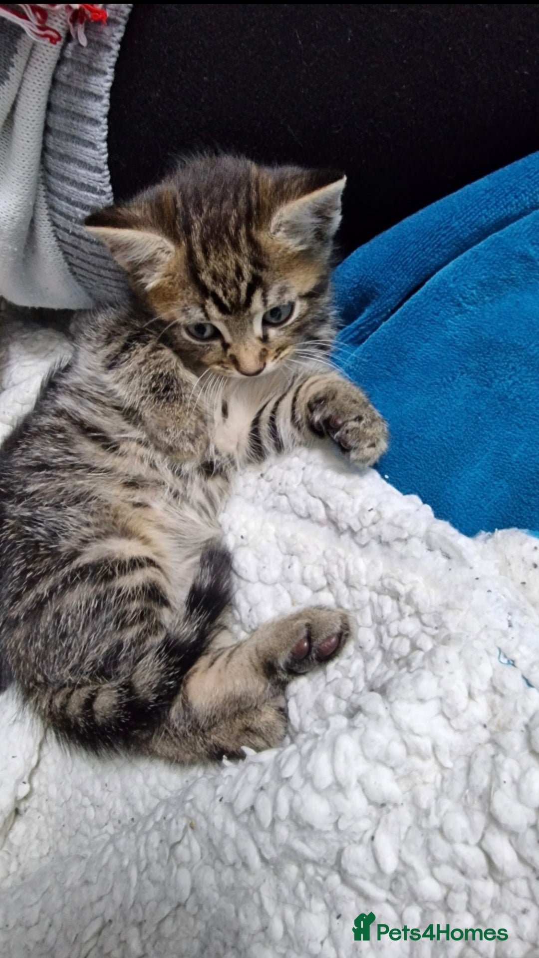Mixed Breed cats for sale: Three lovely kittens are looking for forever home - Image 10