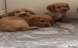 Cocker Spaniel dogs for sale: OUT STANDING GOLDEN SHOW TYPE COCKER SPANIEL  - Image 32