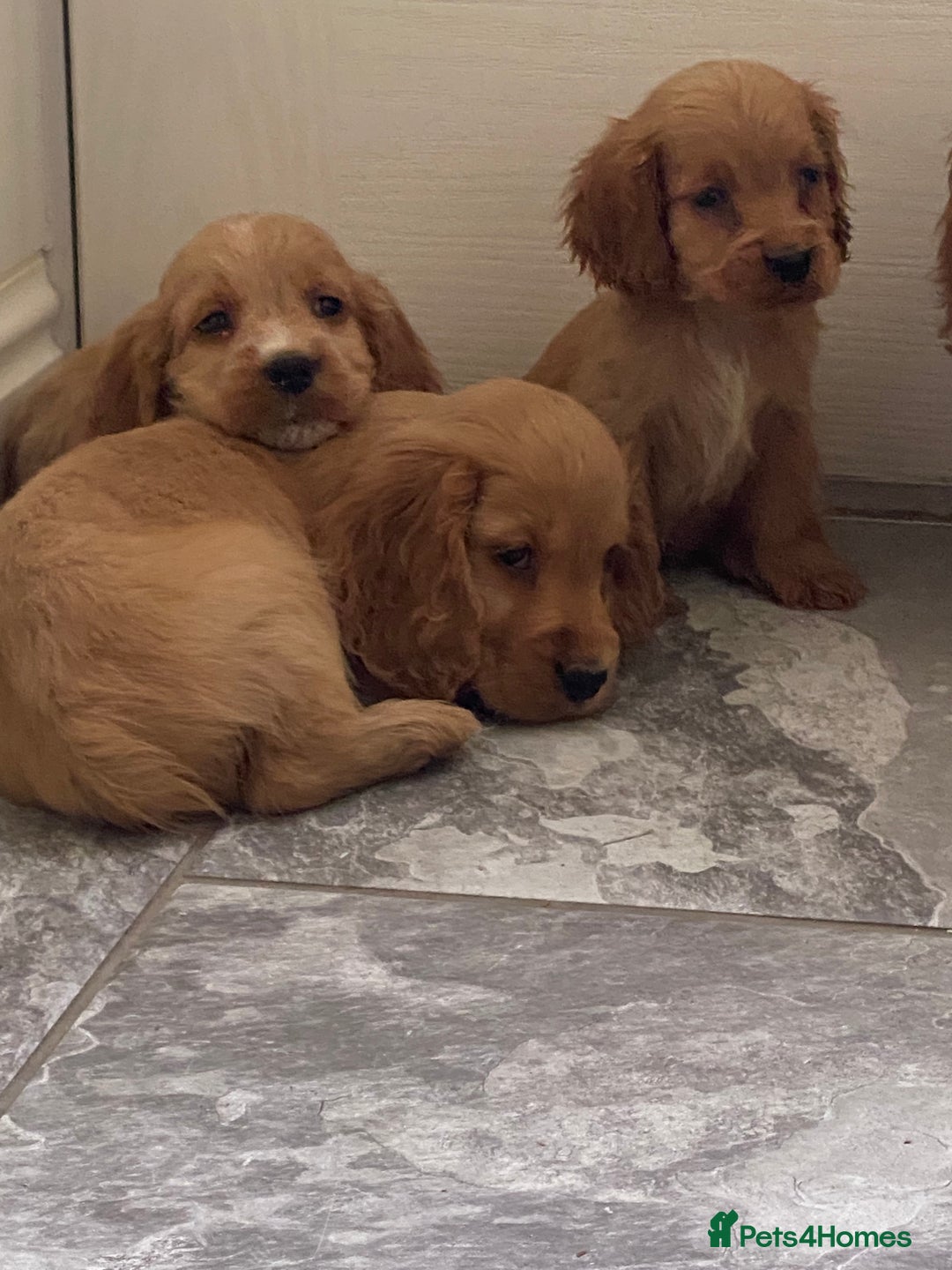 Cocker Spaniel dogs for sale: OUT STANDING GOLDEN SHOW TYPE COCKER SPANIEL  - Image 32
