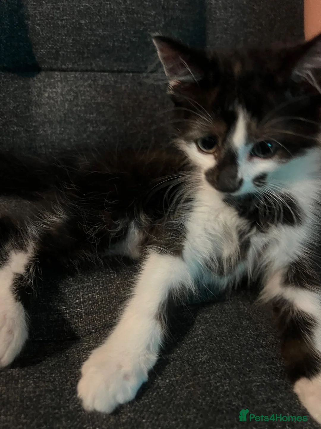 Mixed Breed cats for sale: Tuxedo kitten  in Redditch - Advert 1