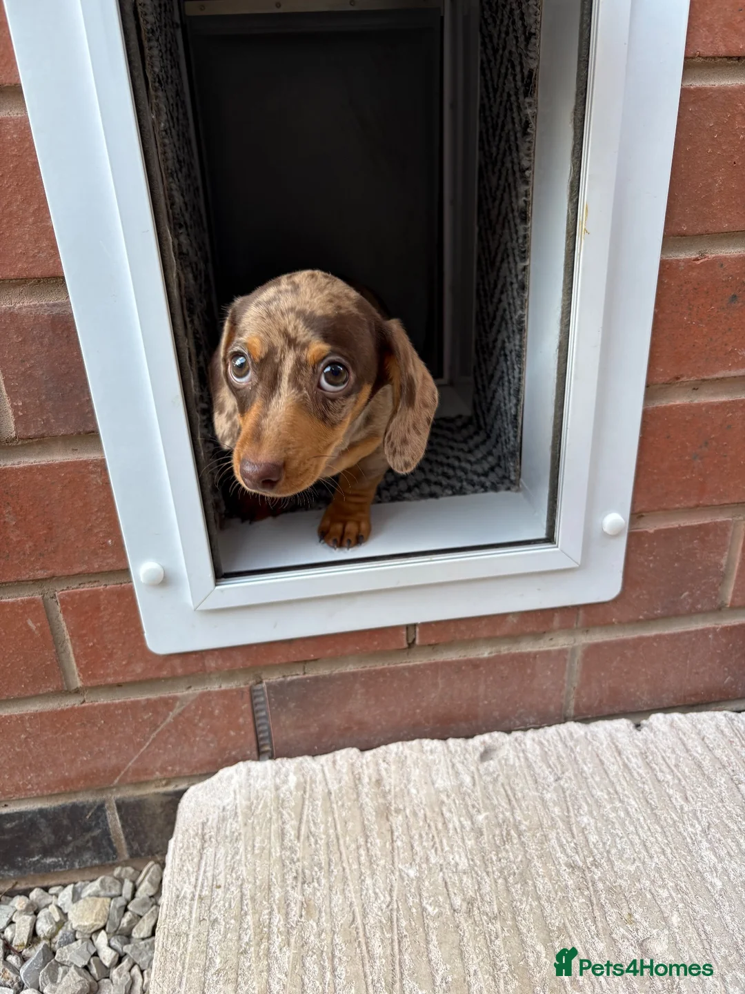 Dachshund dogs for sale: Female dachshund - Advert 5