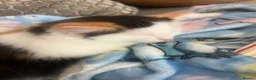 Ragdoll cats for sale: Beautiful Ragdoll Kittens - Advert 14
