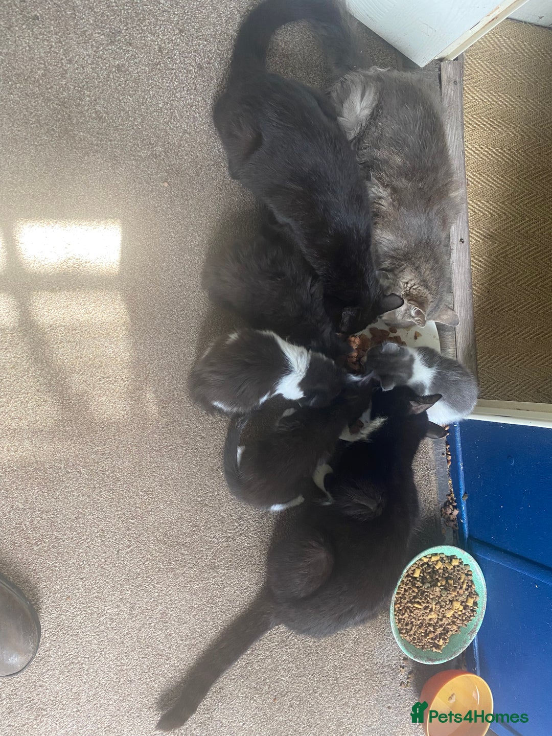 Ragdoll cats for sale: Ragdoll X kittens  - Image 7