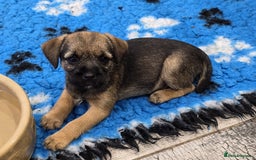 Border Terrier dogs for sale: Border Terrier Pups - Image 2