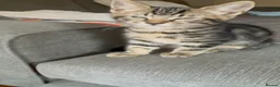 Bengal cats for sale: Male and female half bengal ready for new homes in Frome - Advert 4