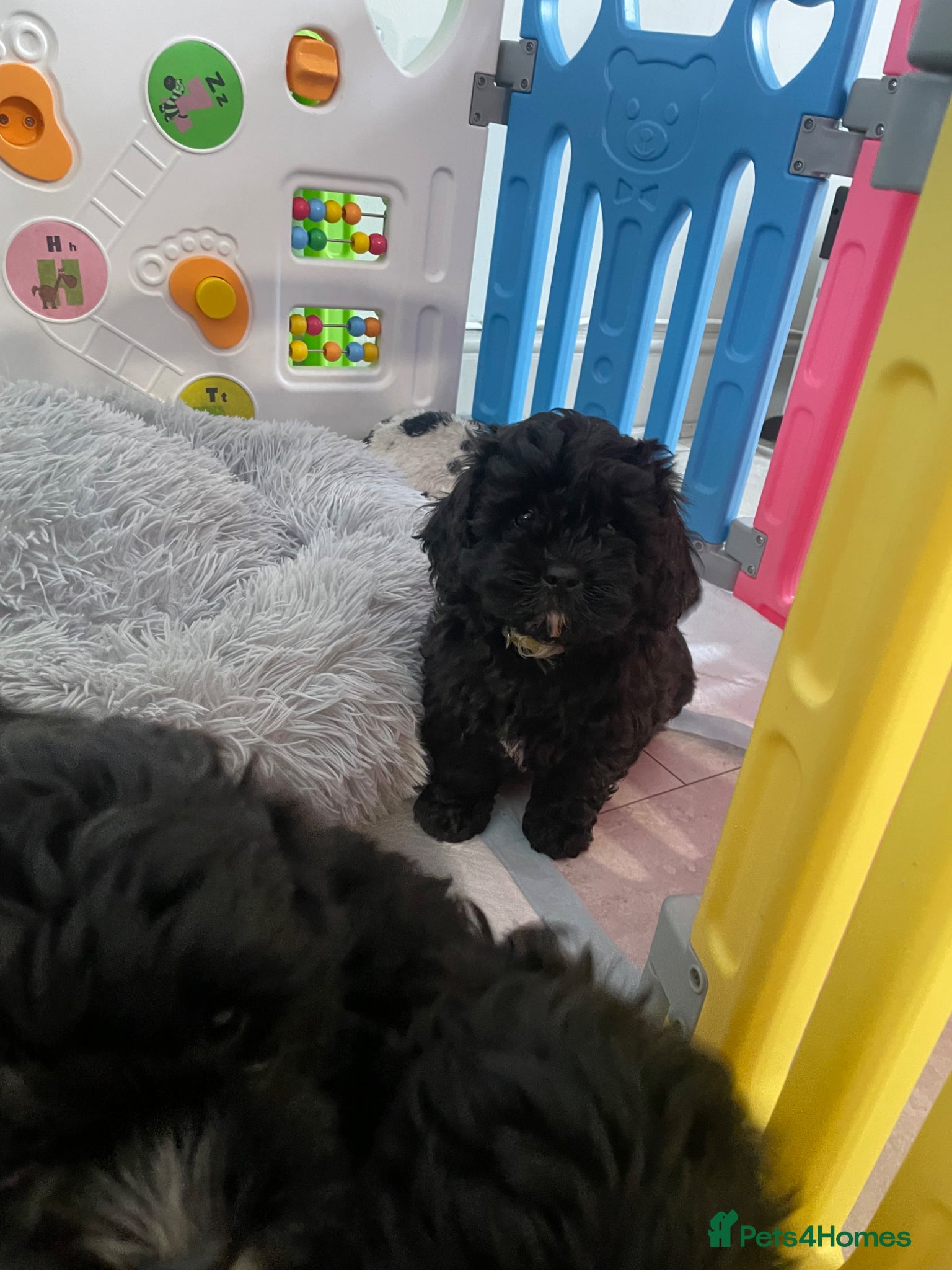 Shihpoo dogs Shihpoo pups  - Advert 6