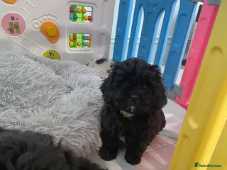 Shihpoo dogs Shihpoo pups - Advert 6