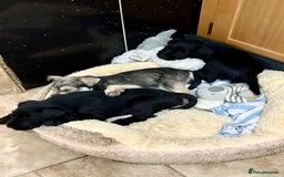 Miniature Schnauzer dogs for sale: KC REG RARE BLACK MINIATURE SCHNAUZER PUPPIES  - Image 4