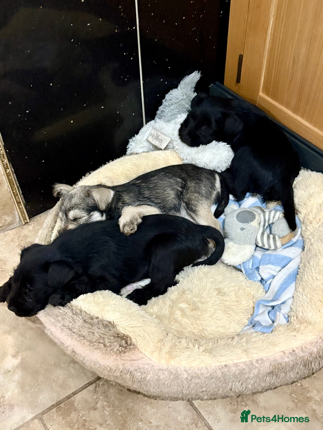 Miniature Schnauzer dogs for sale: KC REG RARE BLACK MINIATURE SCHNAUZER PUPPIES  - Image 4