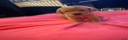 Labrador Retriever dogs for sale: Beautiful Black and golden Labrador puppies - Advert 16