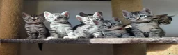Bengal cats for sale: Gorgeous Health Tested Bengal Kittens  - Advert 4