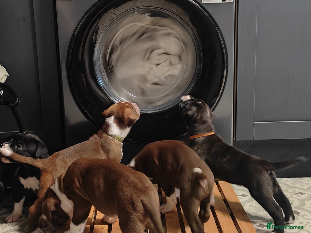 Mixed Breed dogs for sale: Olde English Bulldogge/Staffy Collie - Advert 12