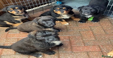 Mixed Breed dogs - Advert 6