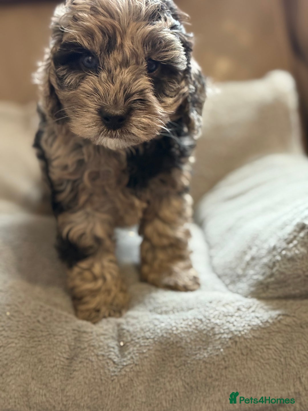 Cockapoo dogs for sale: STUNNING TOP-QUALITY COCKAPOO PUPPIES RARE COLOURS - Advert 11