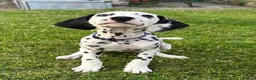 Dalmatian dogs for sale: KC reg full hearing Dalmatian Puppies  - Advert 21