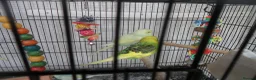 Budgerigars birds for sale: BEAUTIFUL BABY BUDGIES - Advert 6
