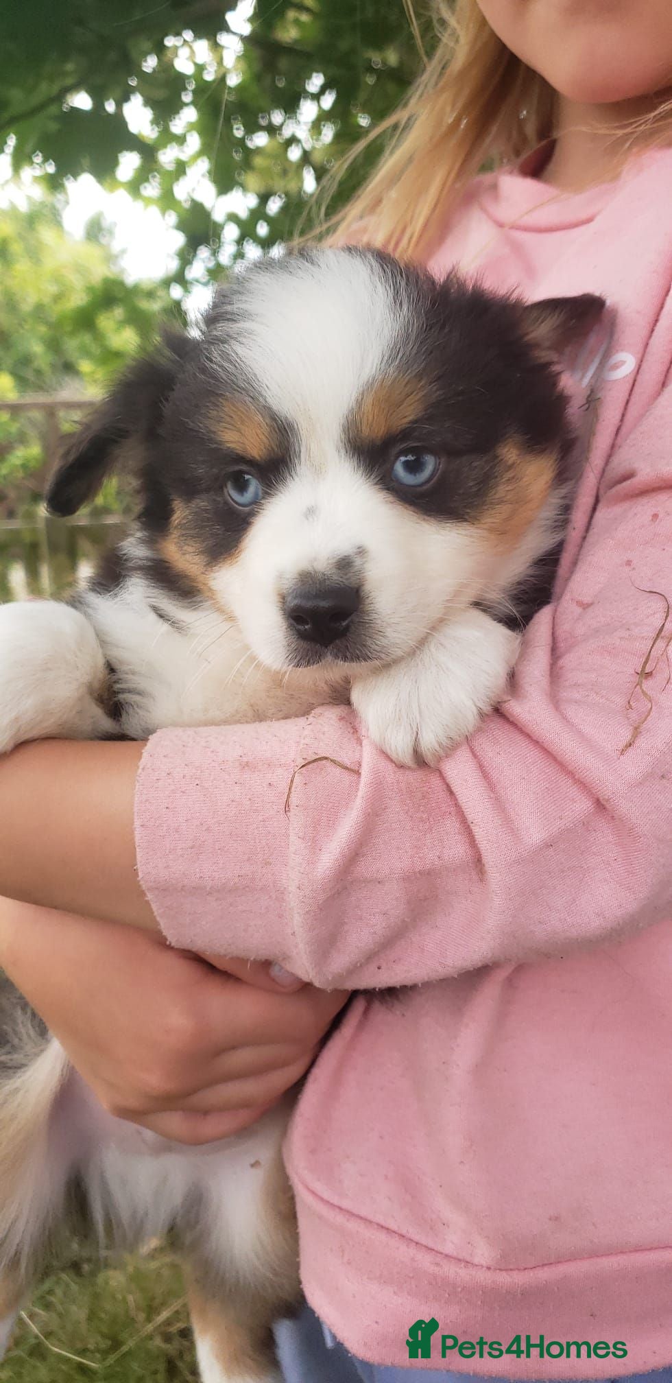 Miniature American Shepherd dogs Mini/Toy Australian Shepherd Pup Available now - Advert 1