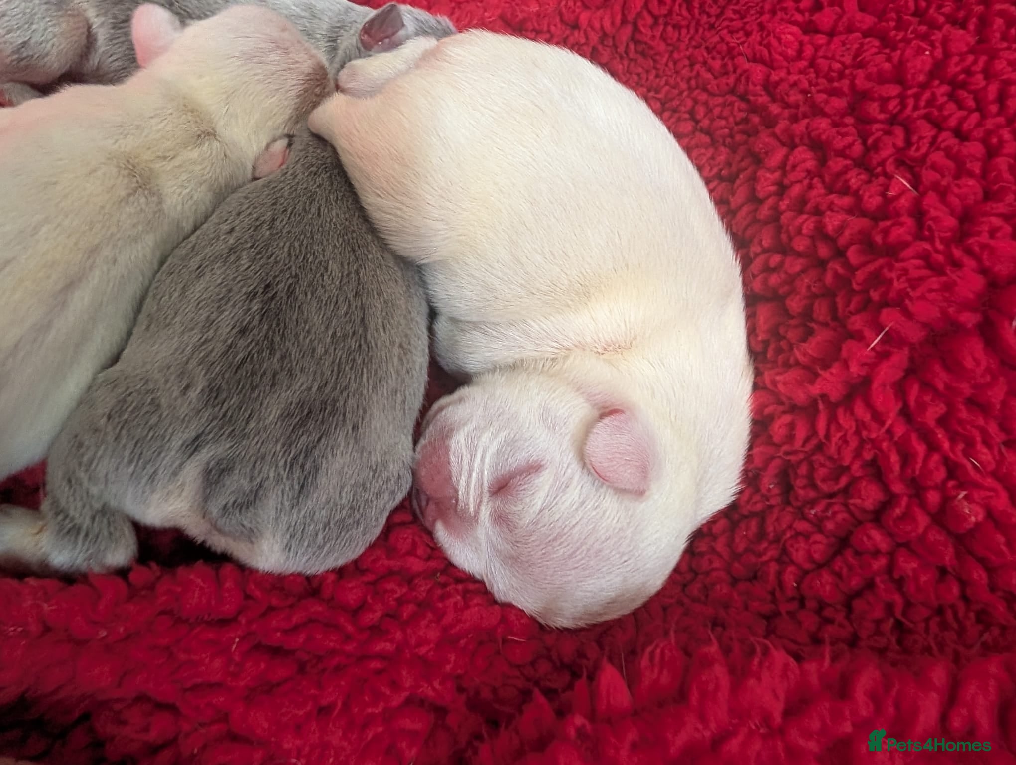 French Bulldog dogs Beautiful frenchies for sale!! - Advert 5