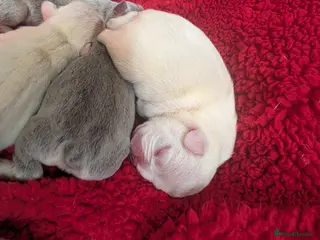 French Bulldog dogs Beautiful frenchies for sale!! - Advert 2