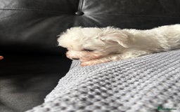 Bichon Frise dogs for sale: Bichon Frise Puppies- Ready to leave - Image 20