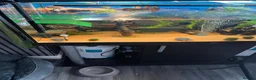Turtle reptiles for sale: 2 musk turtles and set up  - Advert 9
