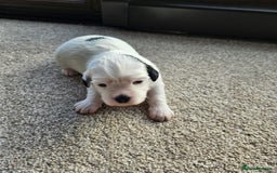 Shihpoo dogs for sale: Shihpoo puppies in Devon ... we've arrived!  - Image 19