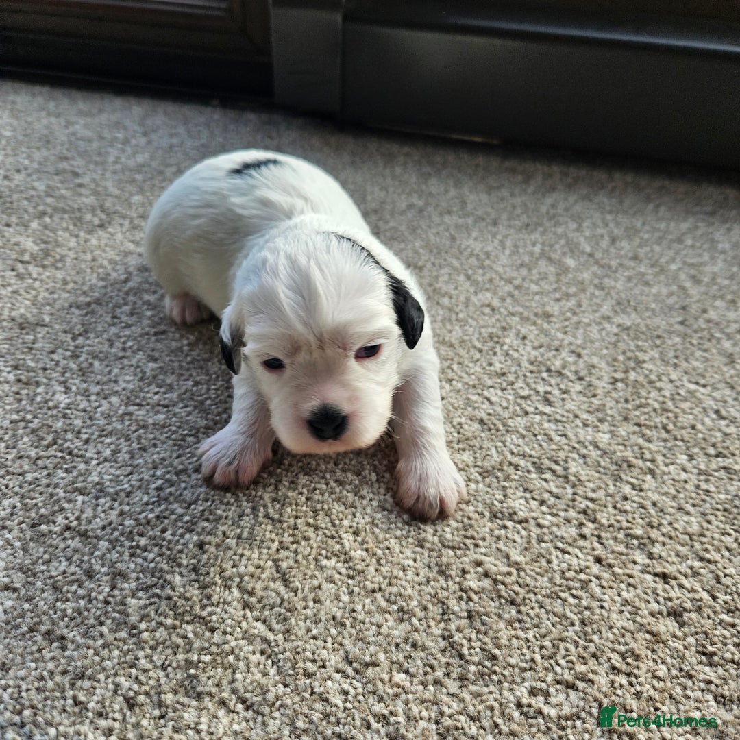 Shihpoo dogs for sale: Shihpoo puppies in Devon ... we've arrived!  - Image 19