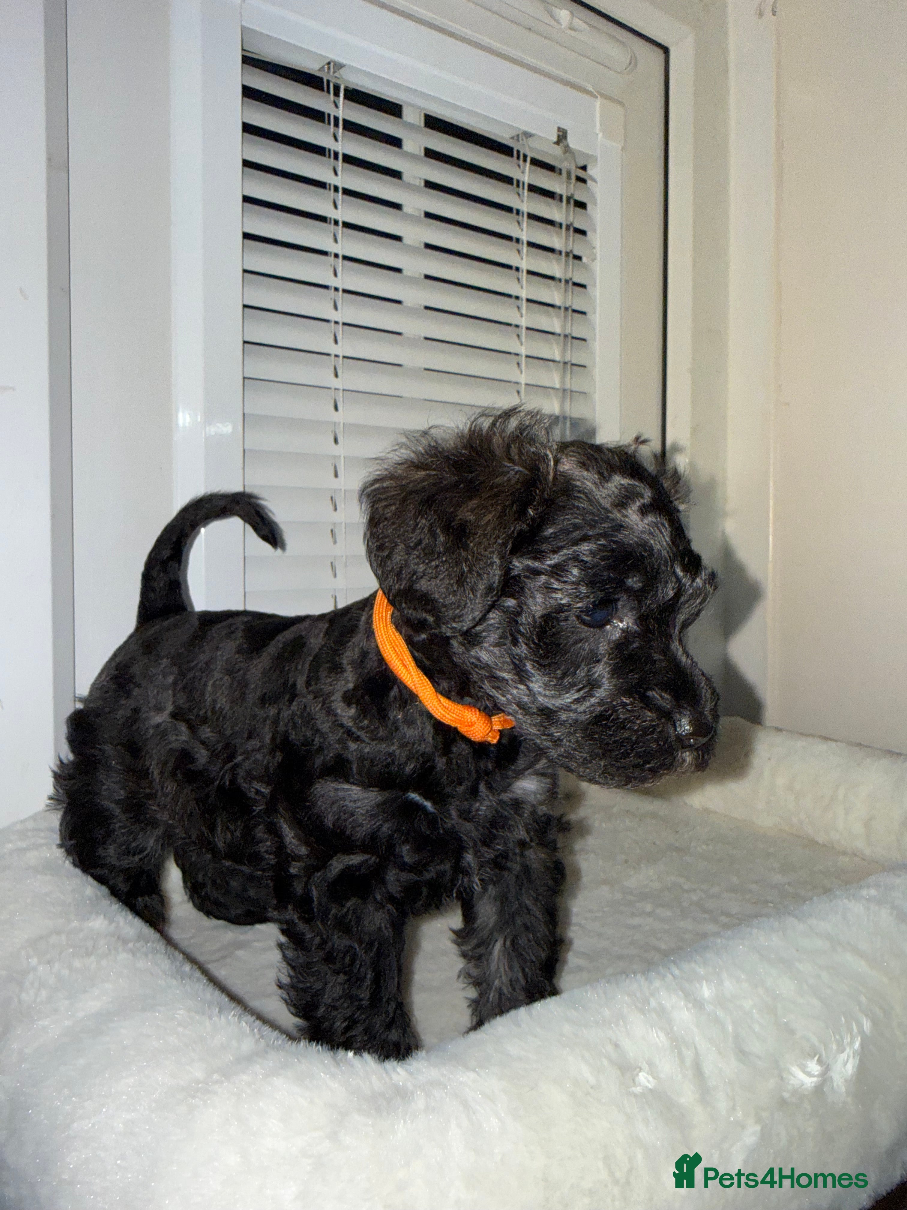 Mixed Breed dogs F1 Schnoodle Puppies all girl Litter ready March  - Advert 3