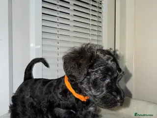 Mixed Breed dogs F1 Schnoodle Puppies all girl Litter ready March - Advert 3